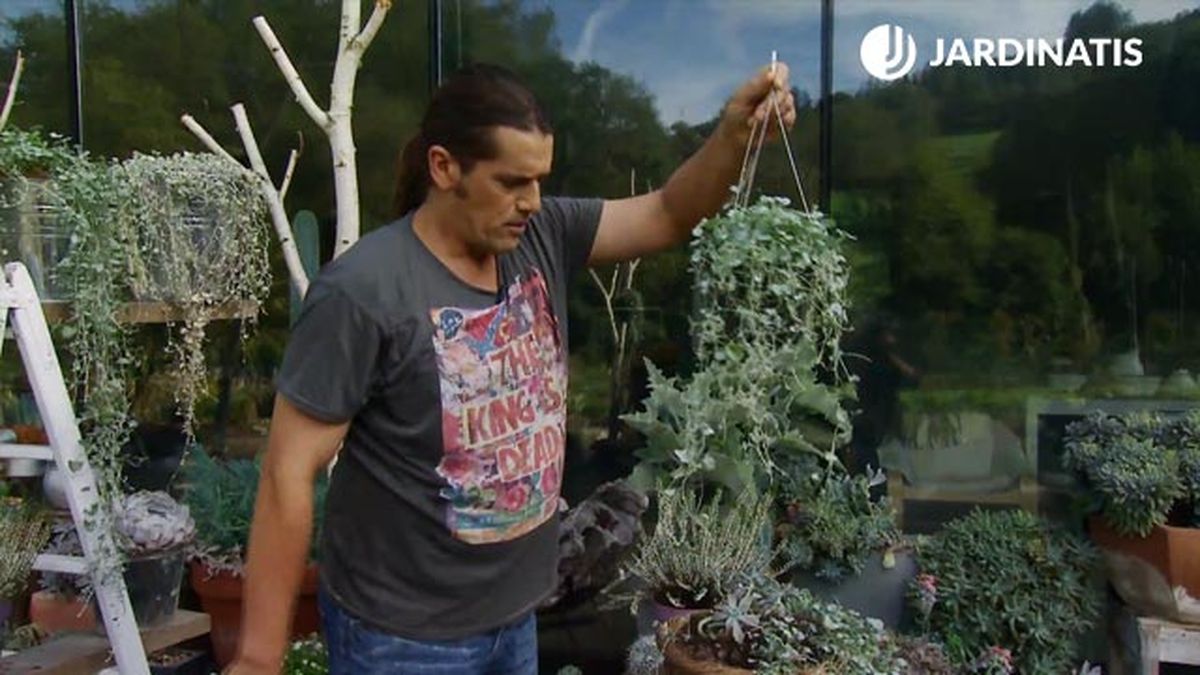 dichondra repens silver falls porte pendular deco 665