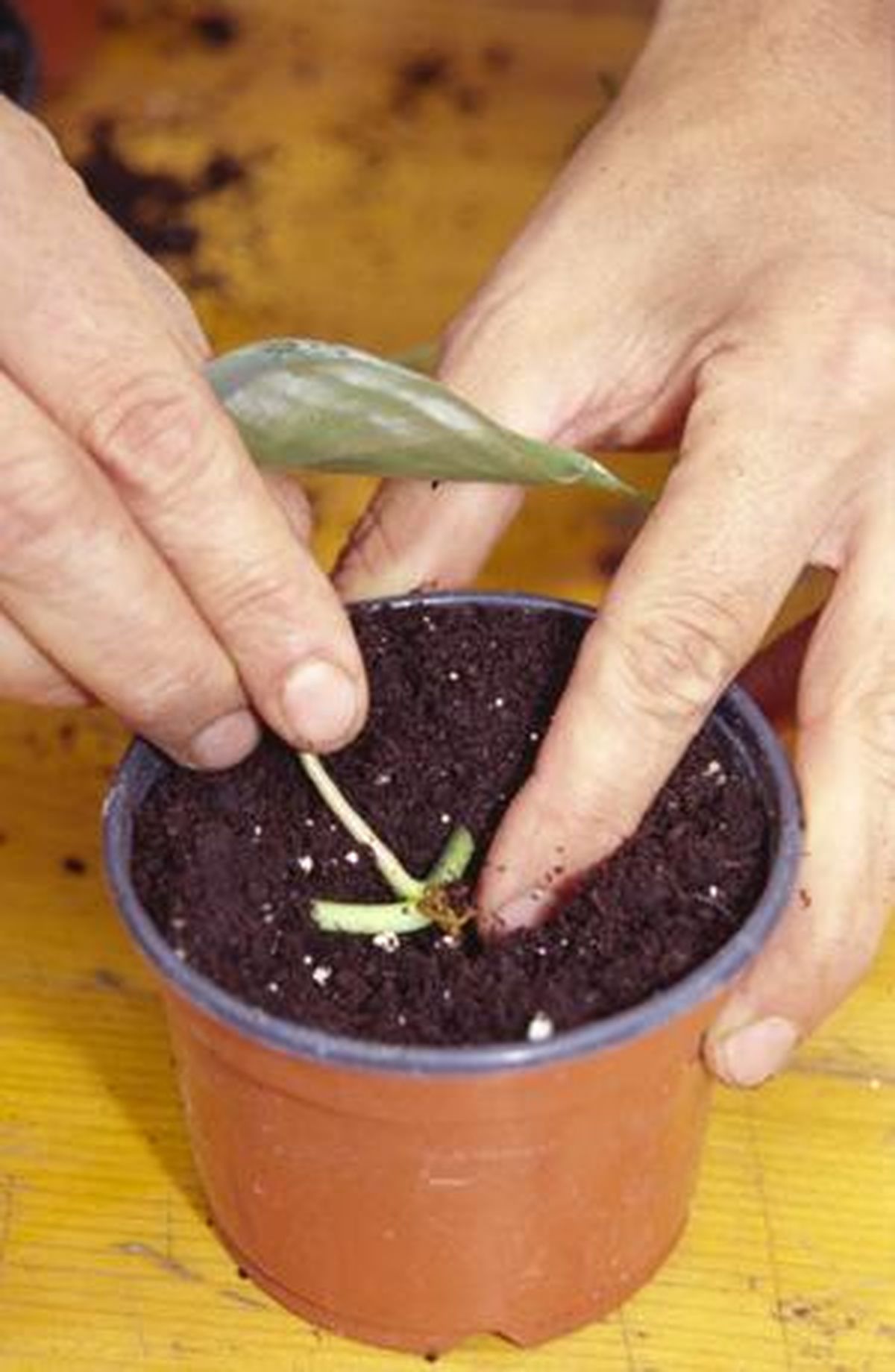 BRIC266_Reproduccion acodo paso1