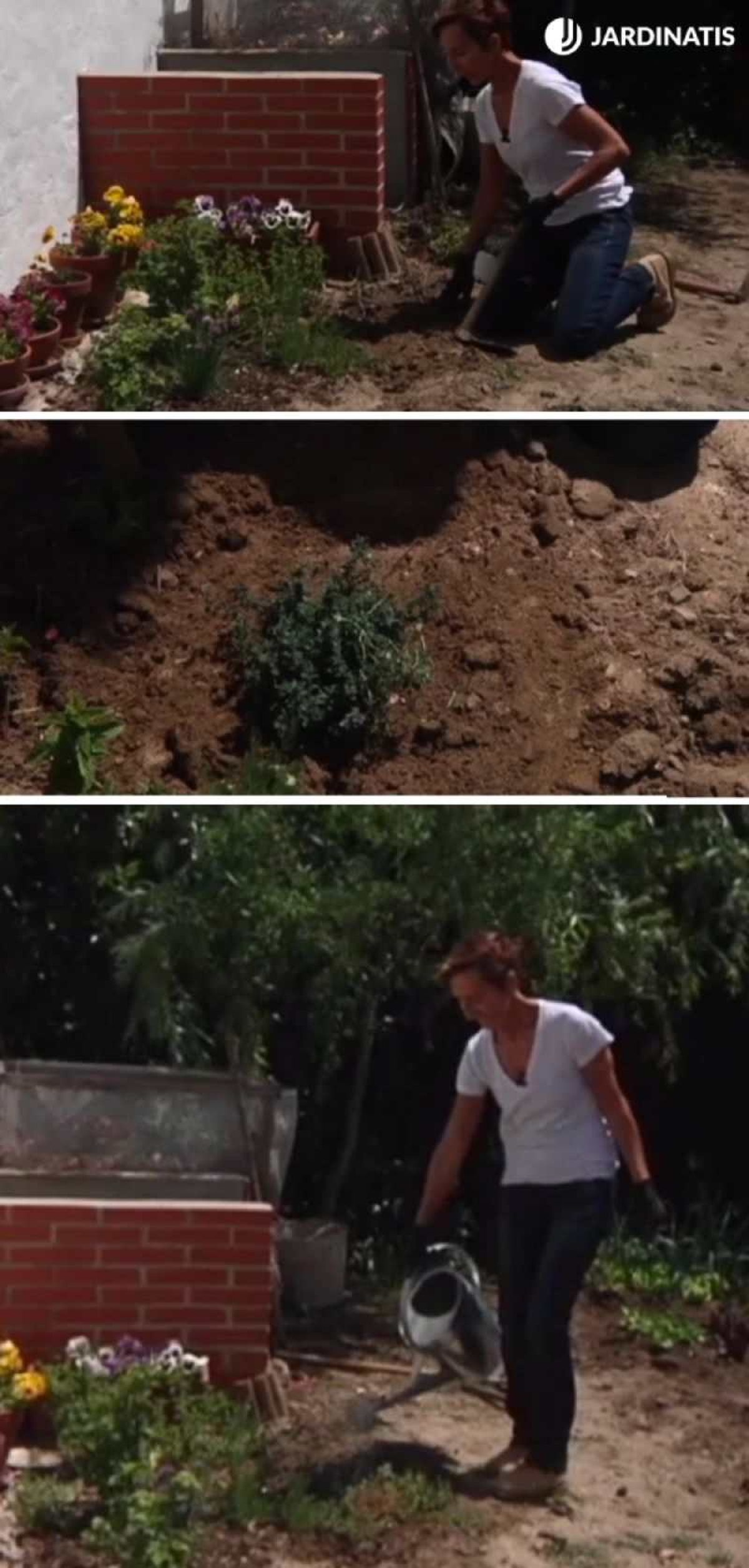 Plantar tomillo en el jardín