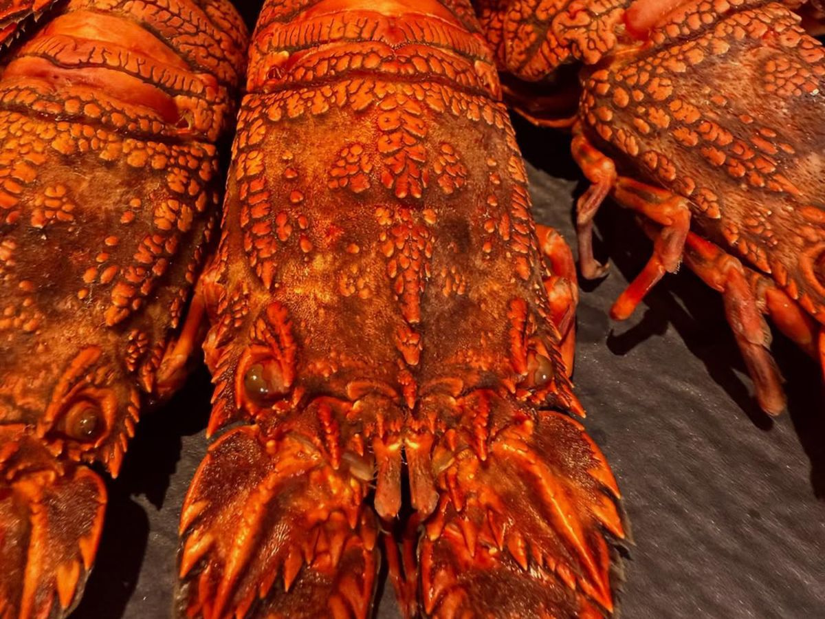 Santiaguiños gallegos recién cocidos: el caparazón rojizo revela un marisco tan escaso como apreciado.