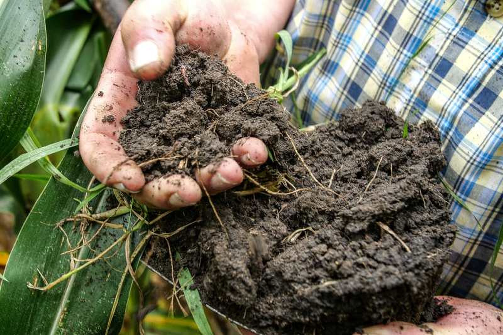 Suelo sano del campo de la agricultura regenerativa. Suelo sano del campo de la agricultura regenerativa.