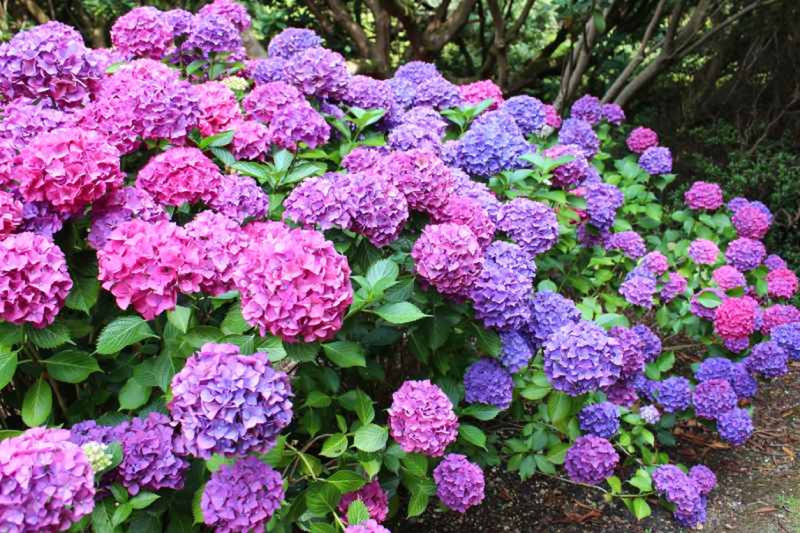 Floración de la Hydrangea macrophylla. Floración de la Hydrangea macrophylla.