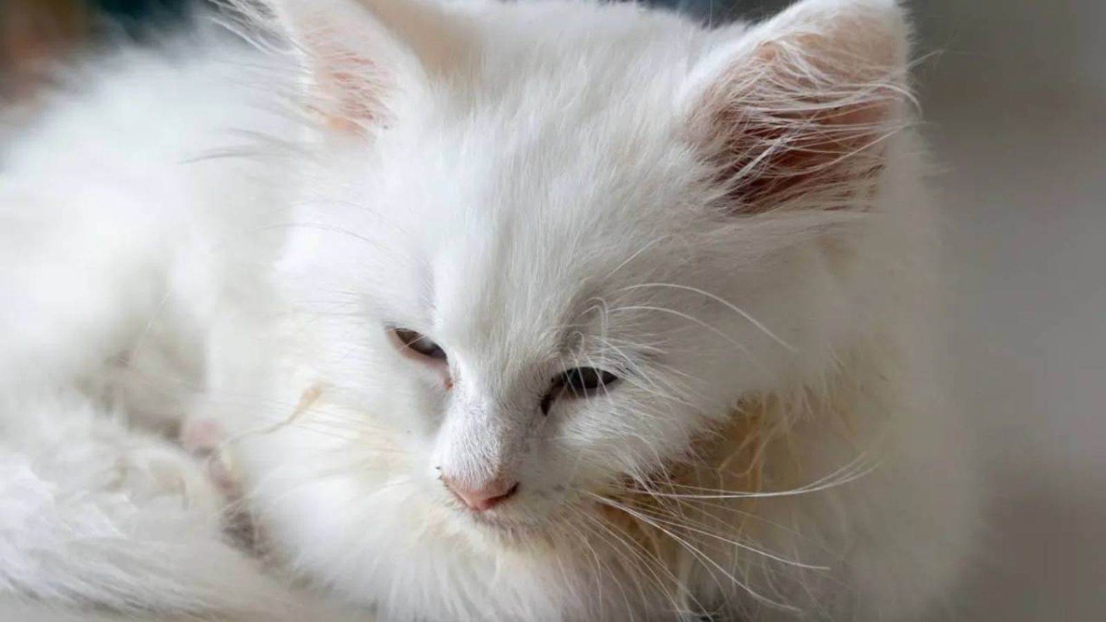 moquillo en gatos