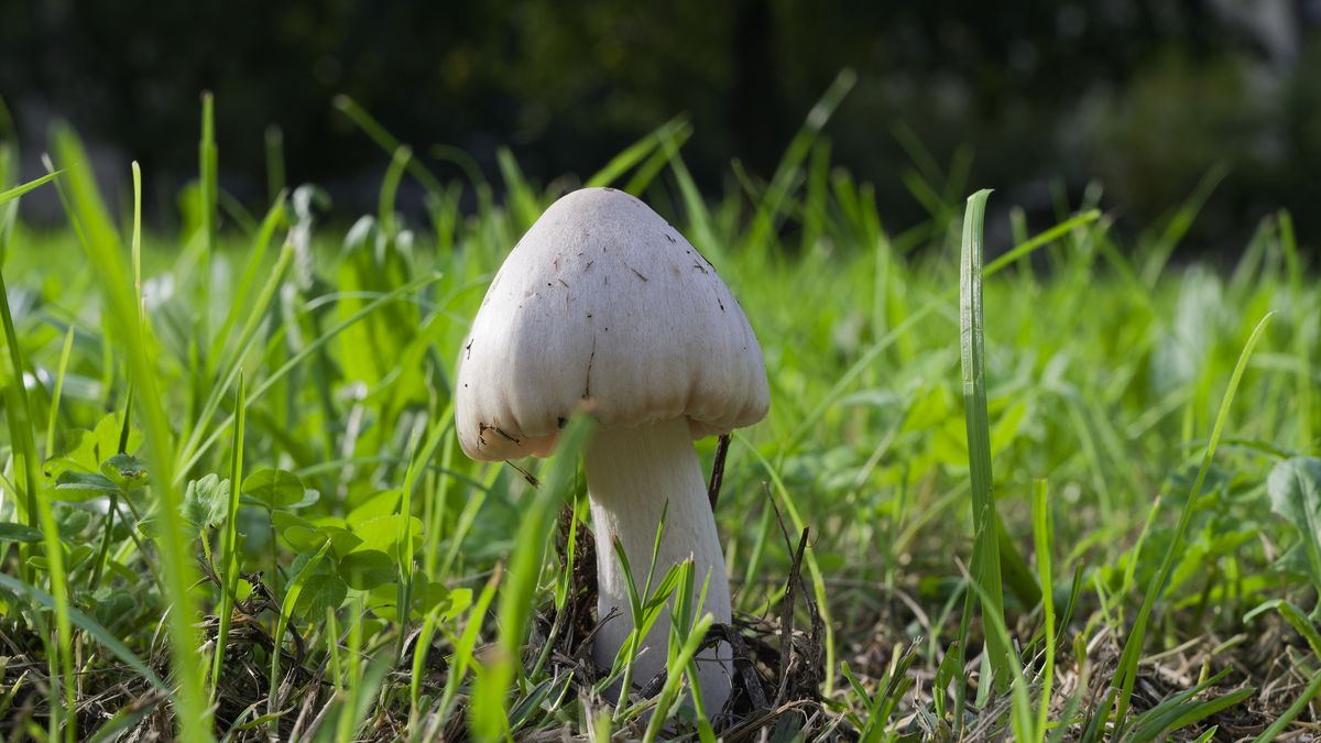 El champiñón silvestre es una de las setas más  conocidas y fáciles de identificar