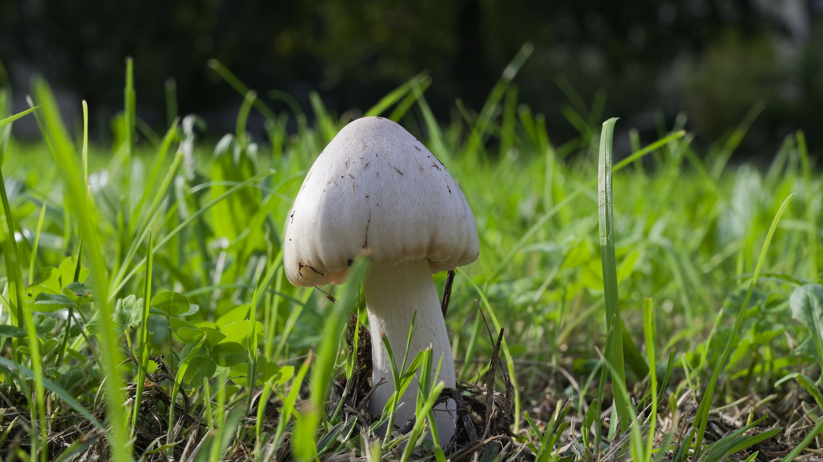 El champiñón silvestre es una de las setas más conocidas y fáciles de identificar El champiñón silvestre es una de las setas más conocidas y fáciles de identificar