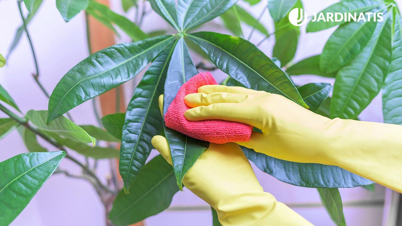 BRICO_JARDIN_890_Como limpiar y dar brillo a las hojas plantas de interior xl BRICO_JARDIN_890_Como limpiar y dar brillo a las hojas plantas de interior xl