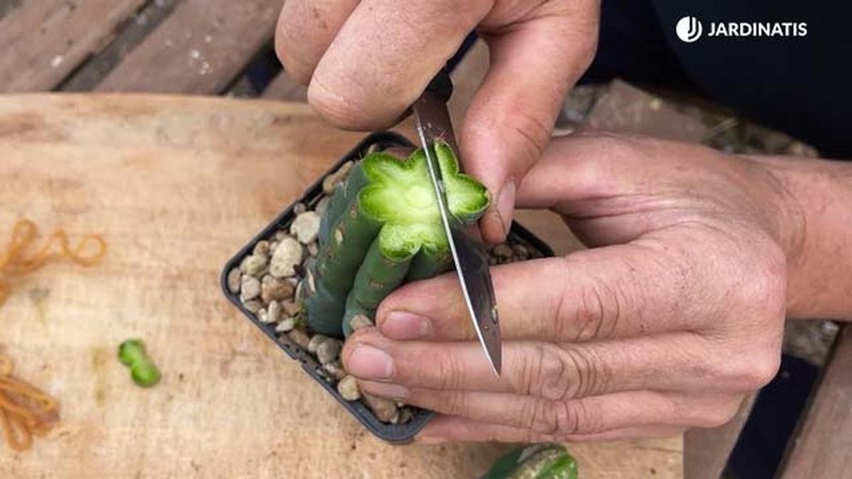 como injertar cactus paso a paso 22 17