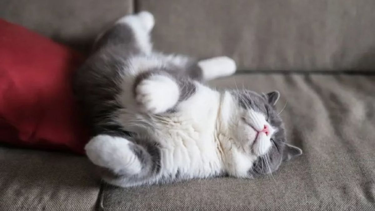 cuantas horas duerme un gato 1