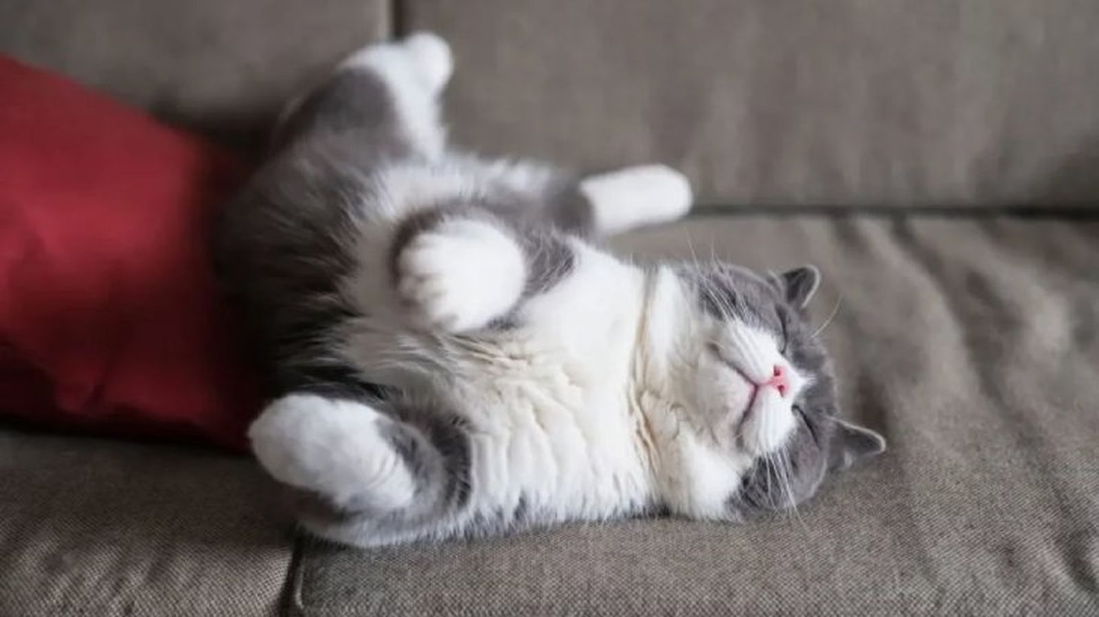 cuantas horas duerme un gato 1 cuantas horas duerme un gato 1
