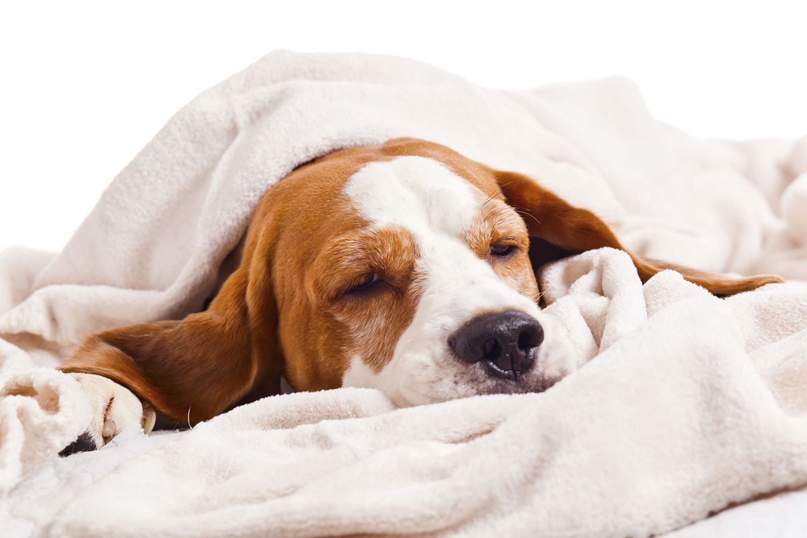 perro cama xl perro cama xl