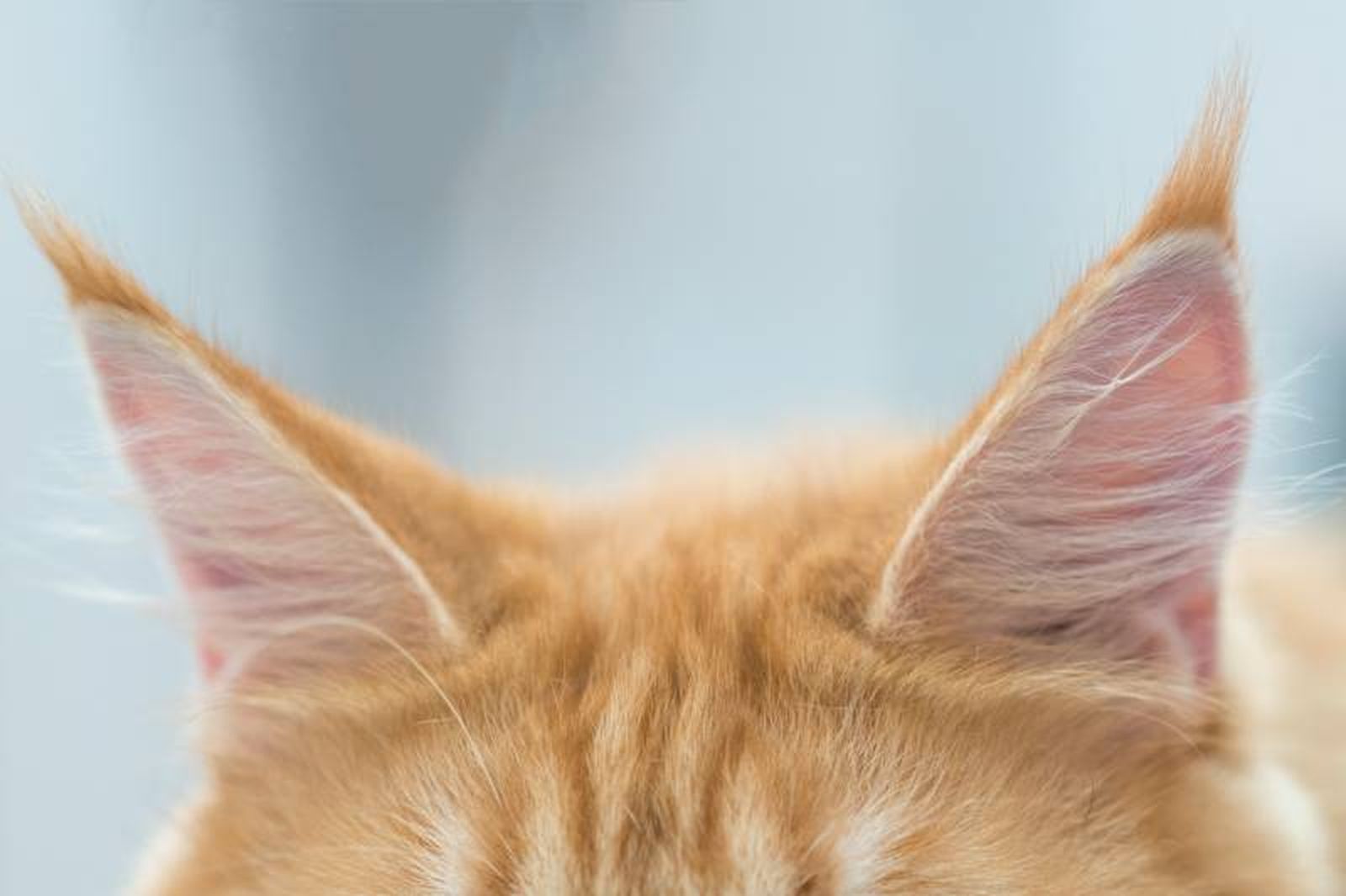 La comunicación de los gatos está basada en una gran parte en el lenguaje corporal. La comunicación de los gatos está basada en una gran parte en el lenguaje corporal.