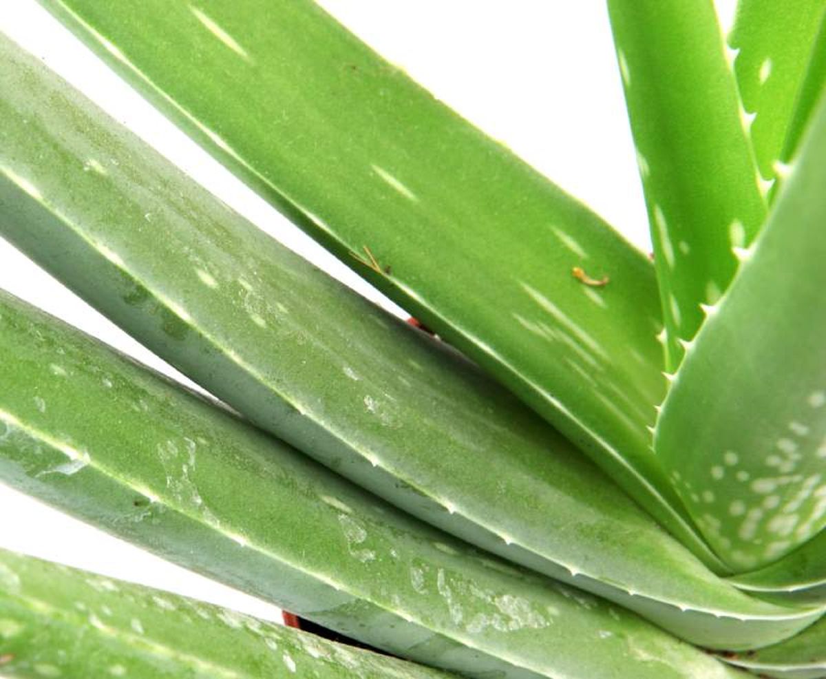 Revisa tus plantas de aloe vera de forma periódica