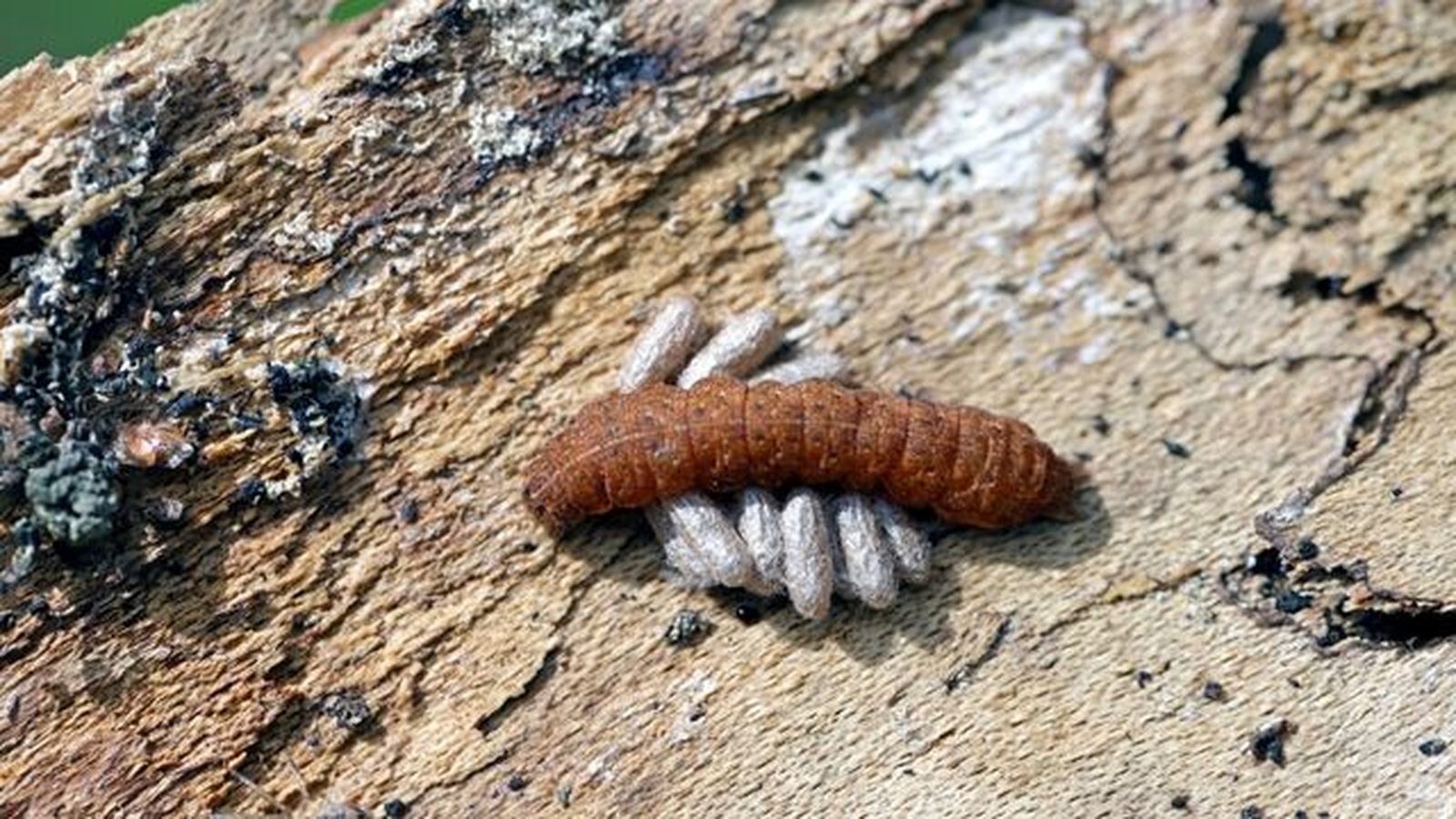 oruga parasitad por avispas parasitoides oruga parasitad por avispas parasitoides