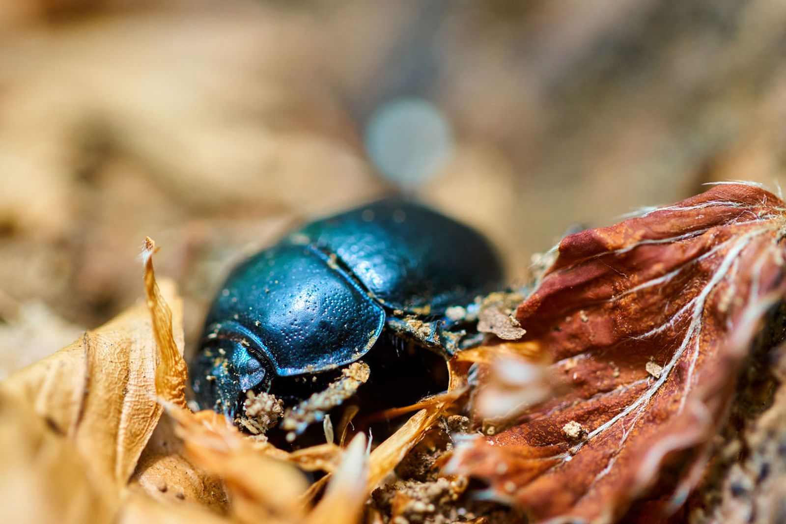 animales que dan buena suerte escarabajo azul animales que dan buena suerte escarabajo azul