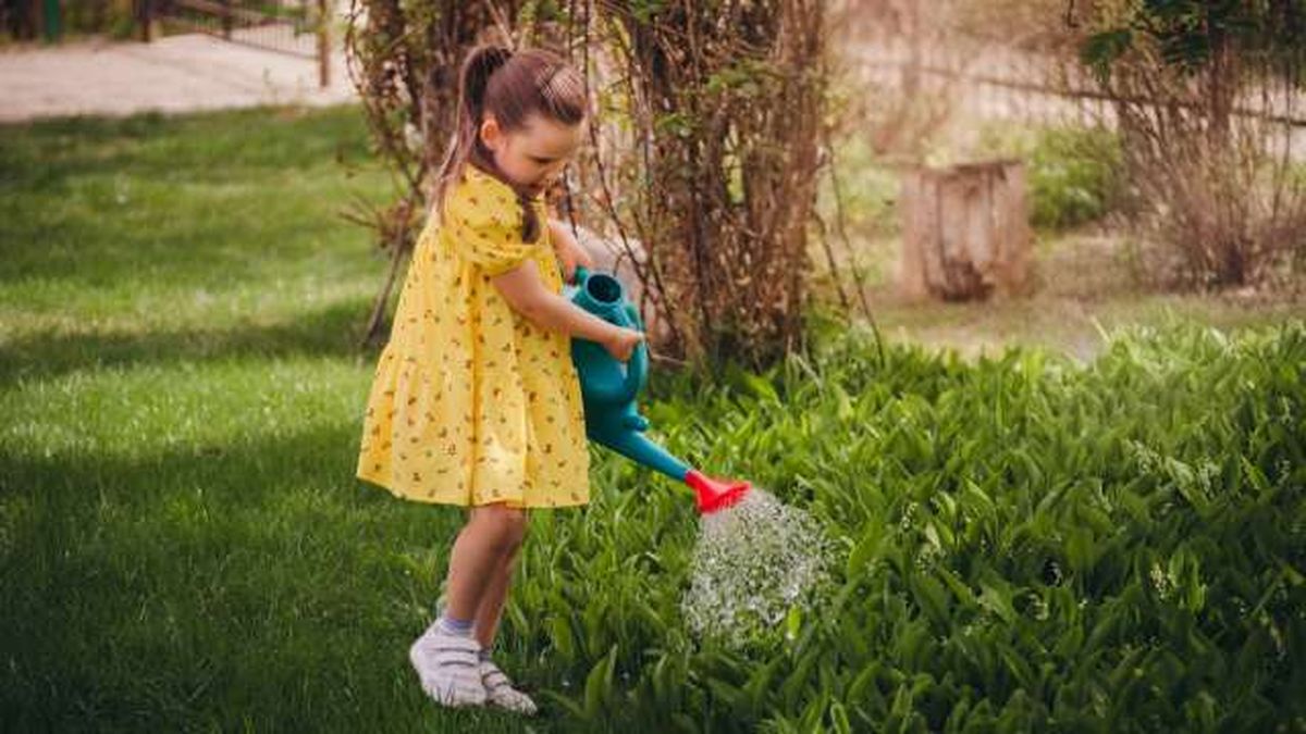 lirio de los valles riego en el jardin