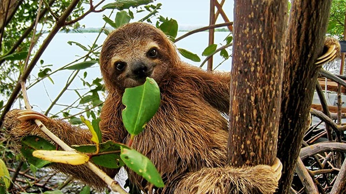 oso perezoso 4 comiendo hojas