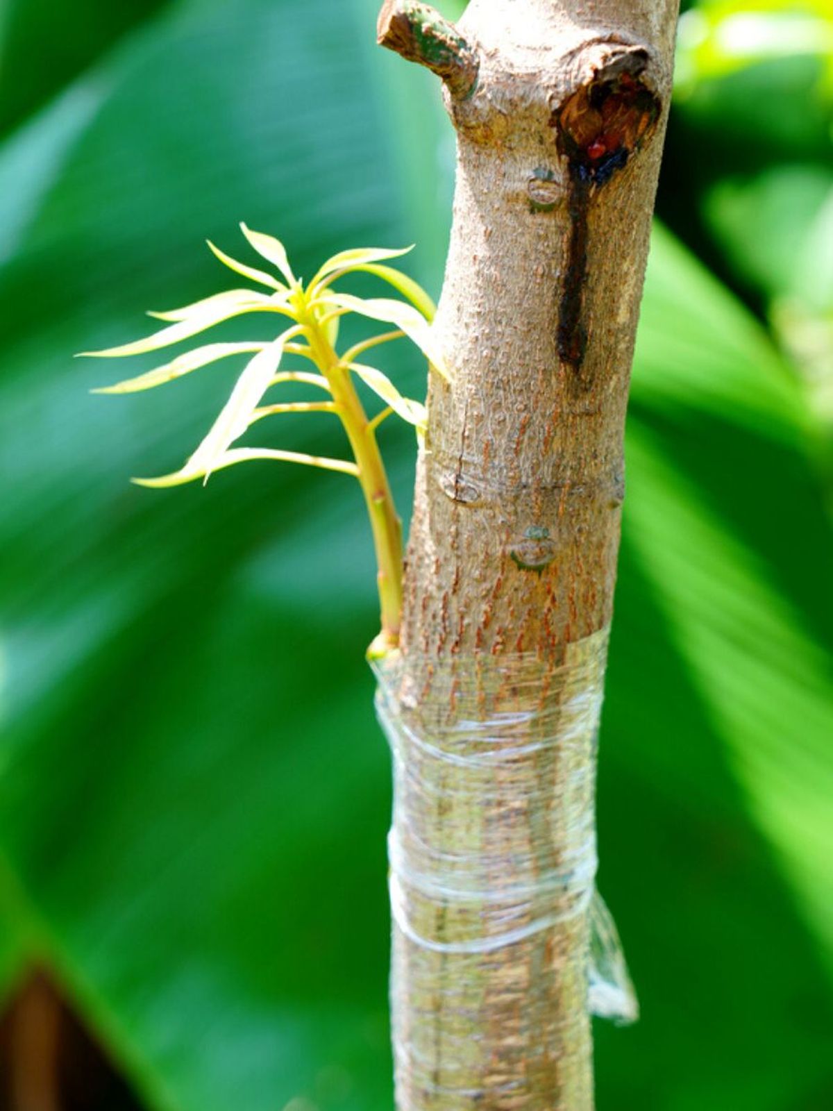 injerto sobre una rama