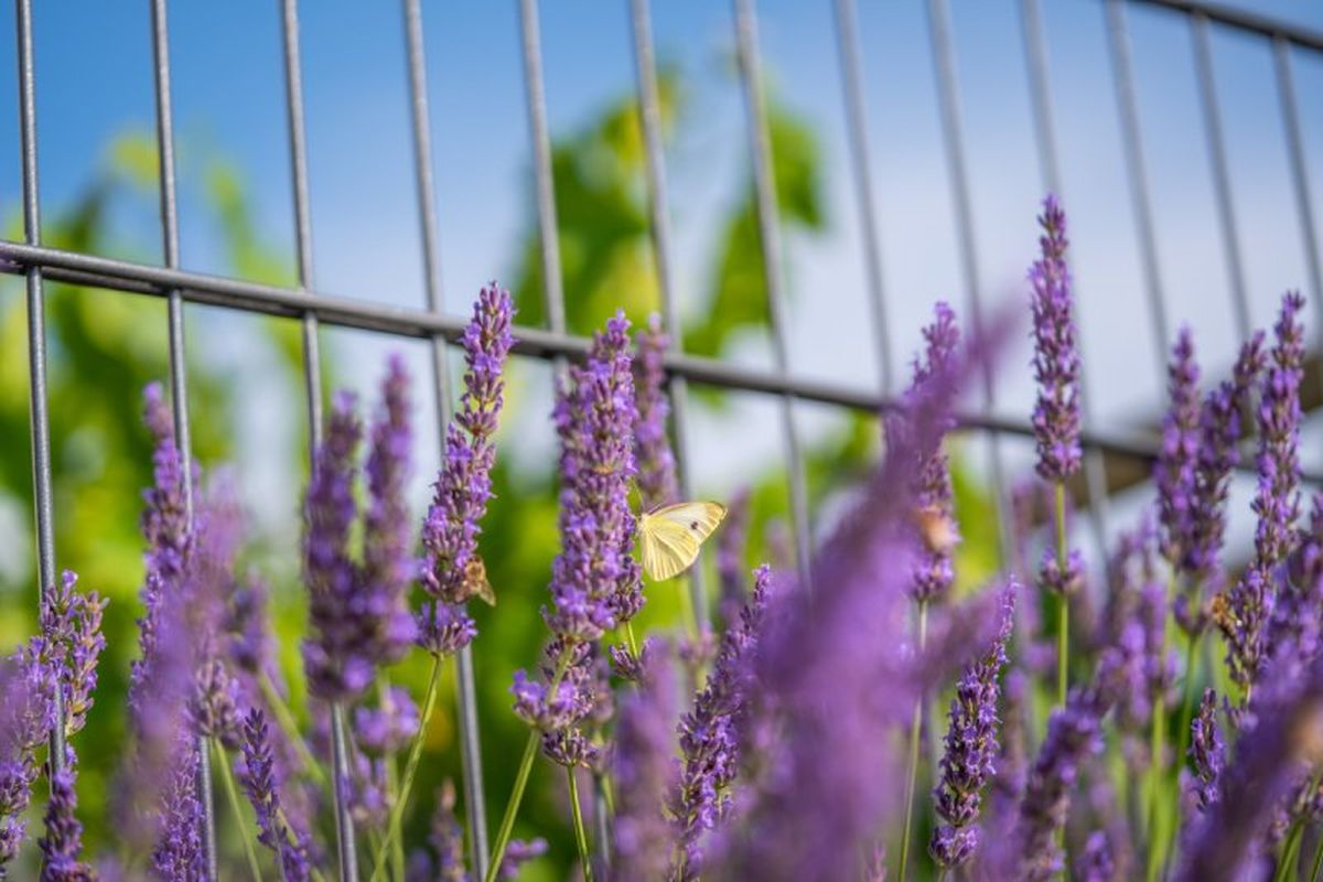 Ciertas tonalidades de flor atraen mejor a las mariposas.