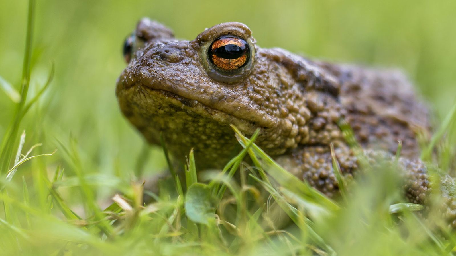 Sapo Bufo