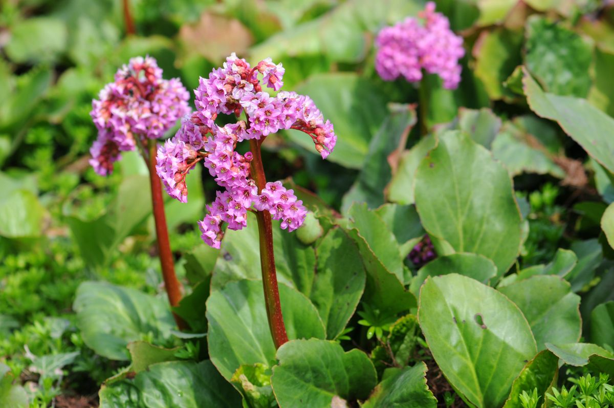 Bergenia crassifolia