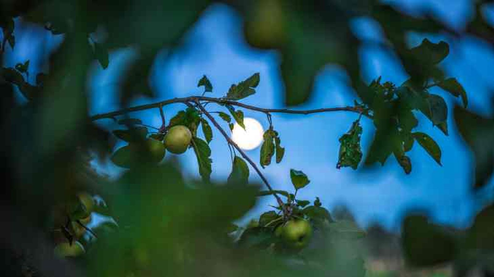 influencia luna en las plantas