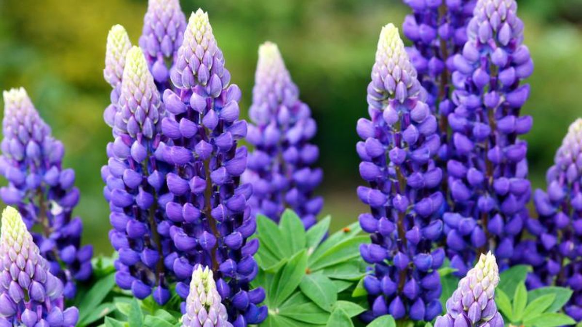 Lupinus