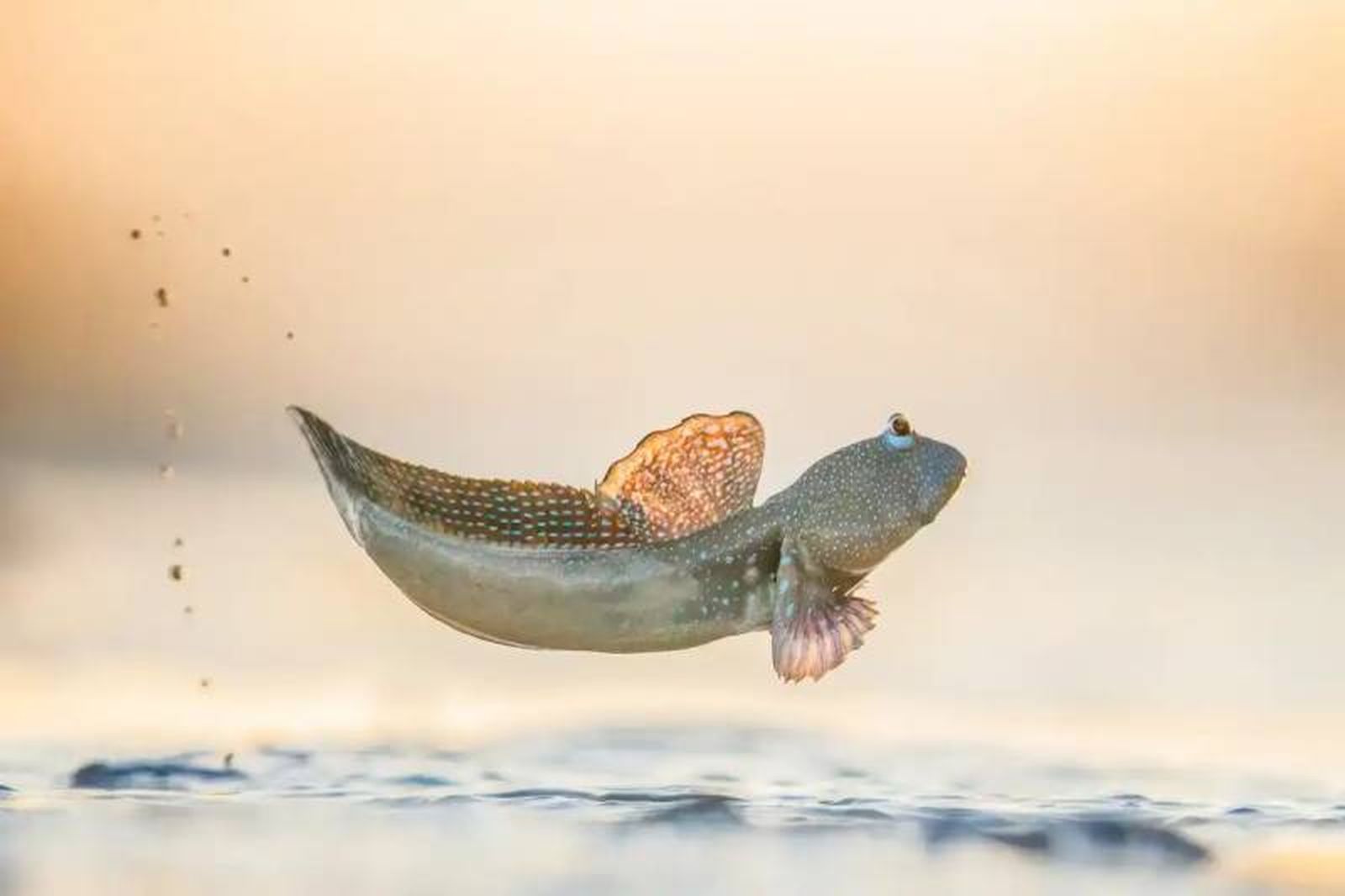 Salto en fango: World Nature Photographer Awards