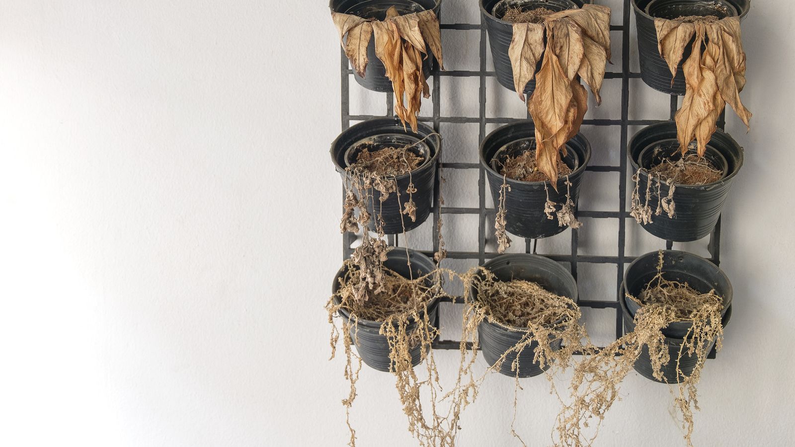 No hay que regar ni abonar la planta seca en exceso