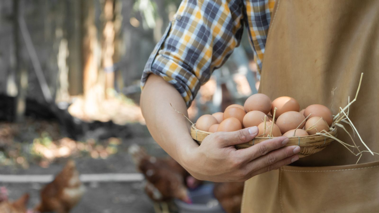 Huevos ecológicos recién recogidos de gallinas criadas en libertad.
