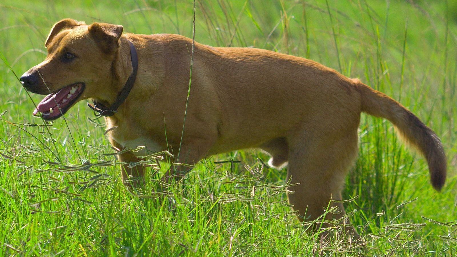 perros razas Africa Africanis perros razas Africa Africanis