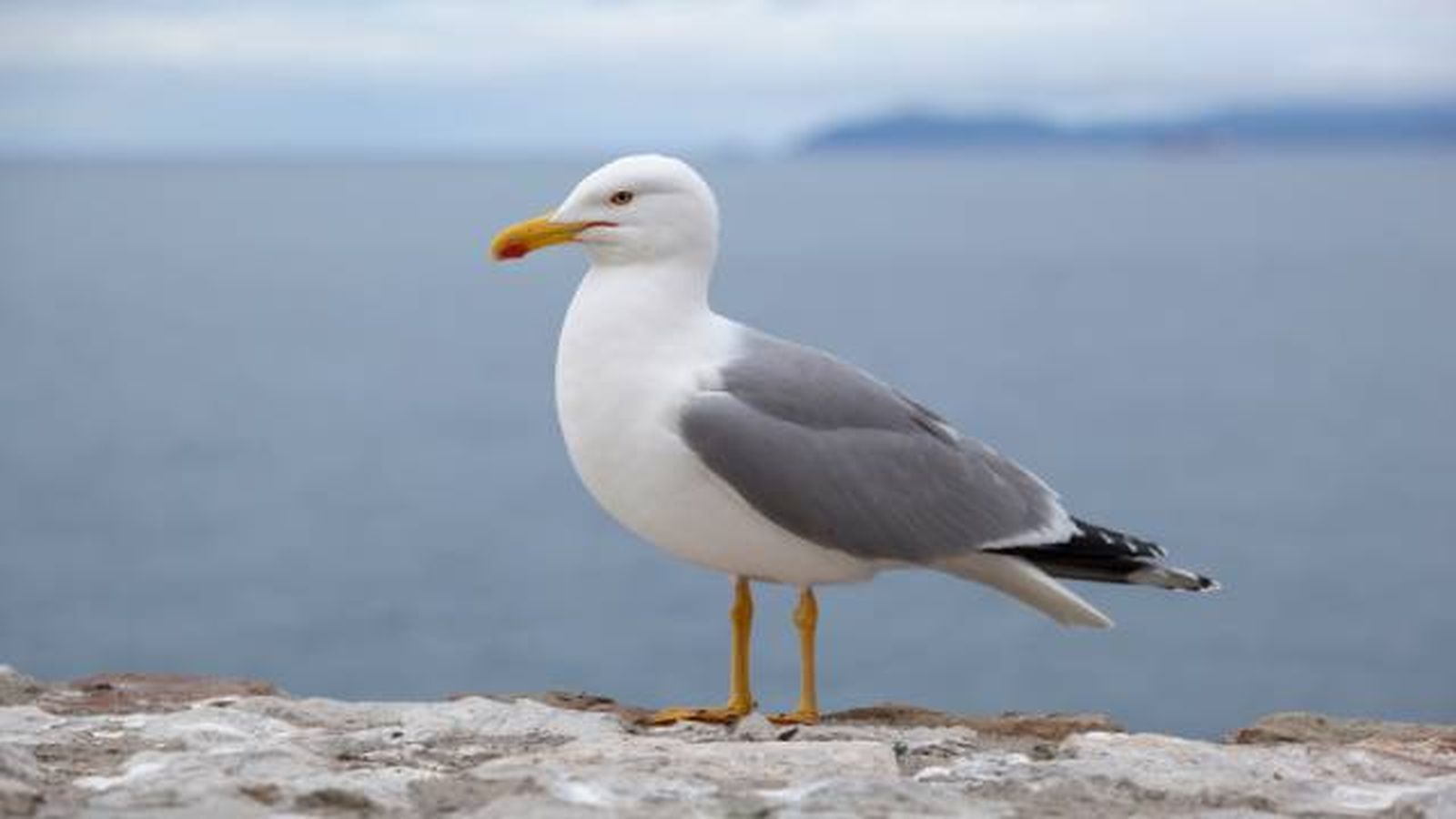 gaviota gaviota