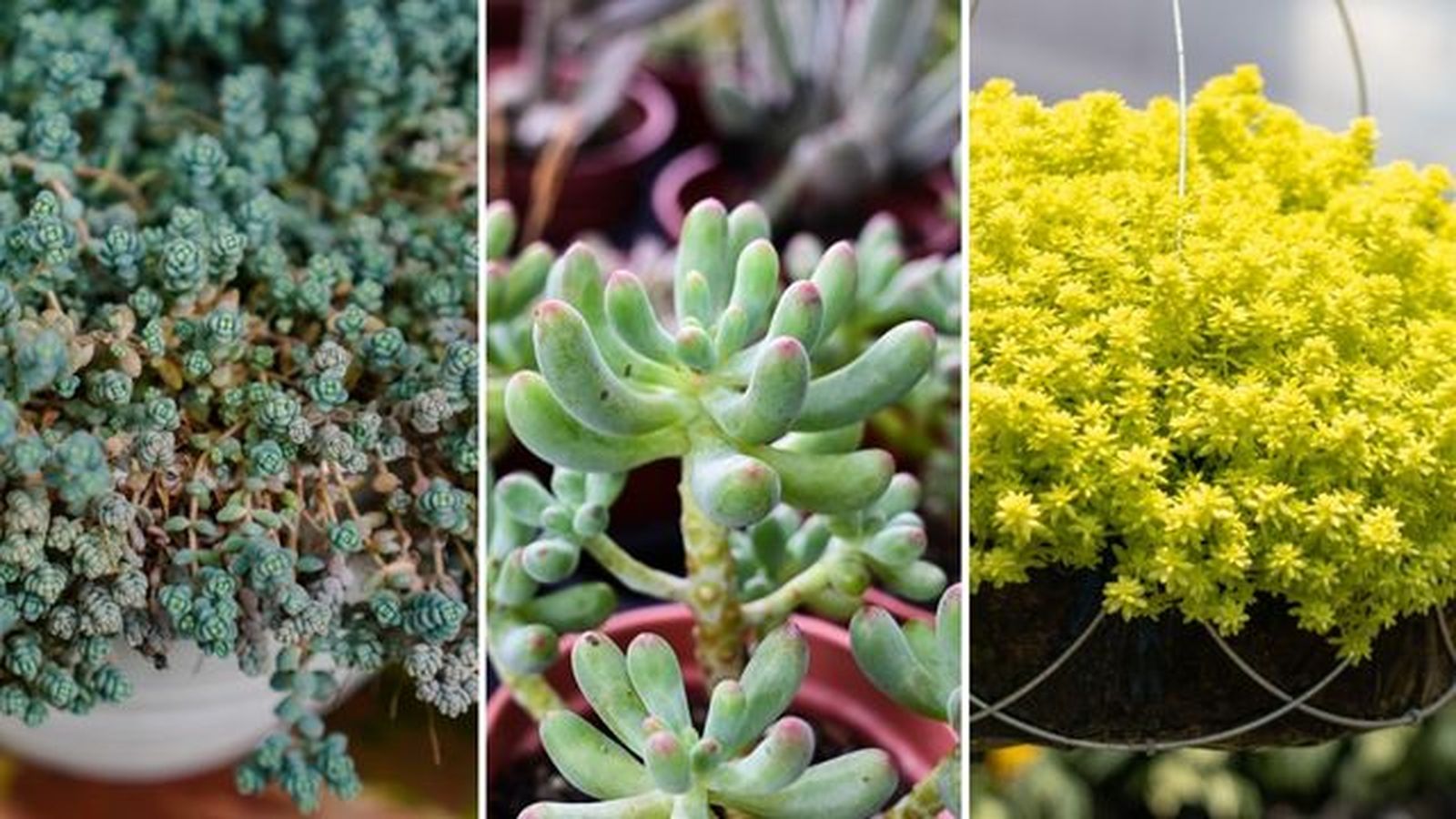 Sedum dasyphyllum sedum pachyphyllum sedum japonicum Sedum dasyphyllum sedum pachyphyllum sedum japonicum