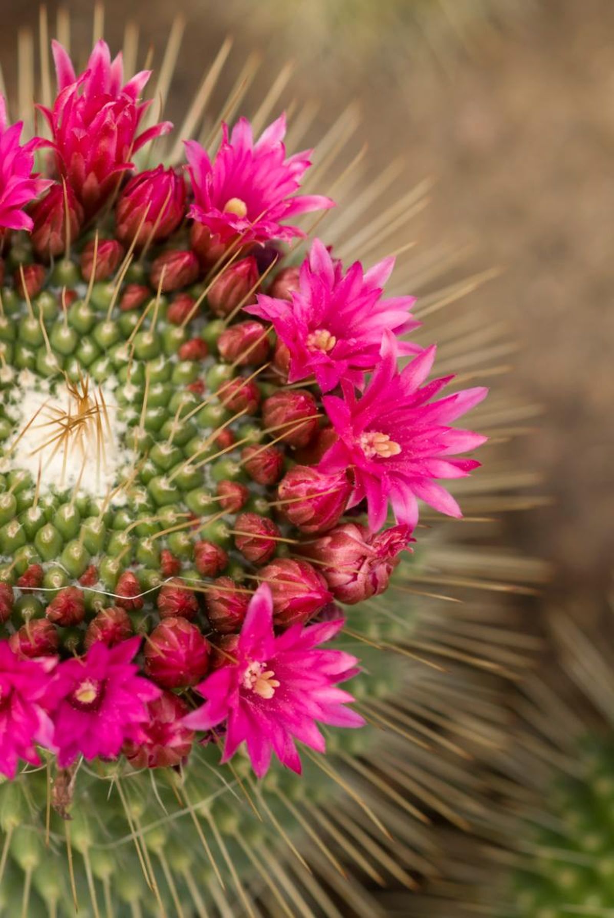 Flores de cactus.