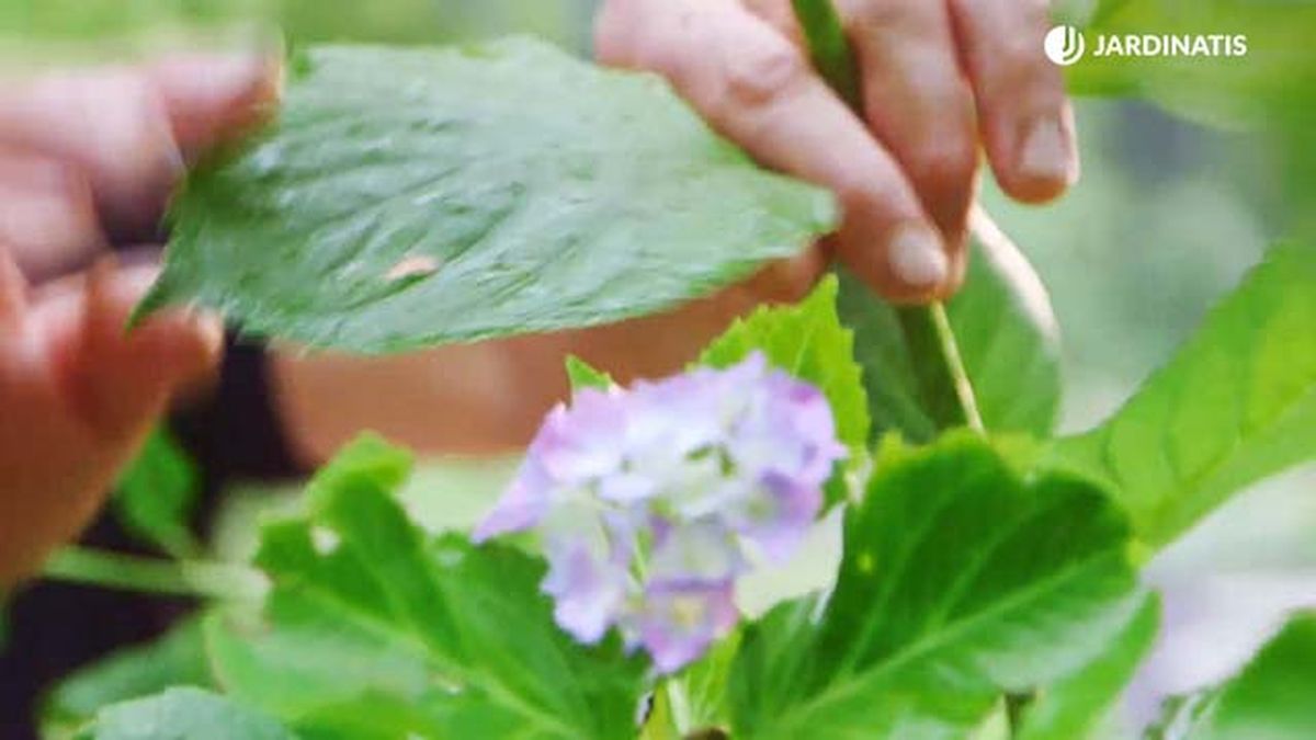 brico 0917 3 potenciar color hortensias ejemplo cal rosa