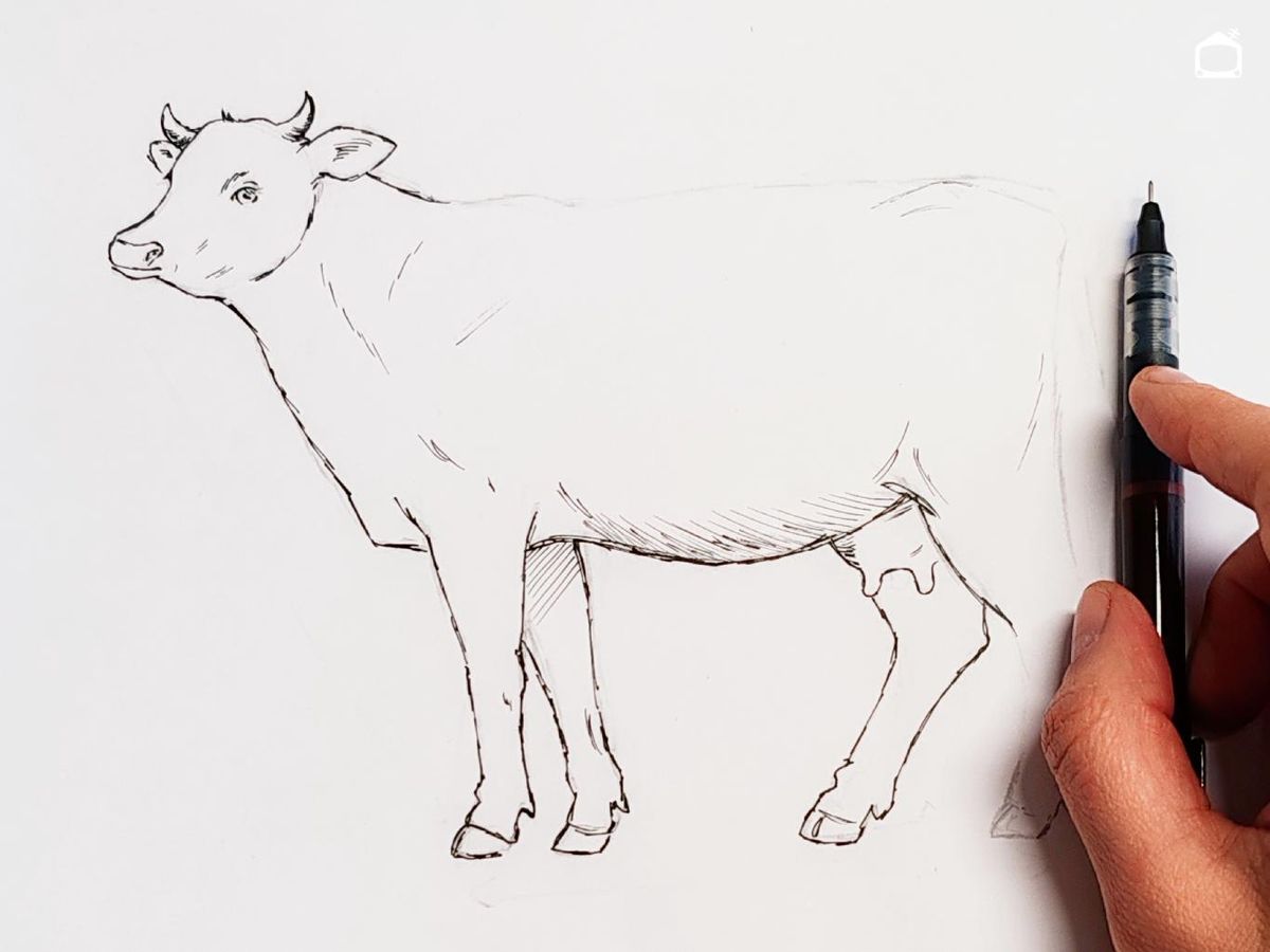 Dibujo de una vaca realista a bolígrafo negro.