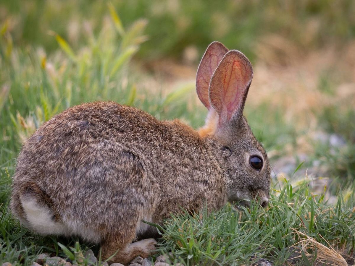 El Neozelandés es una raza robusta y popular, sobre todo en las granjas.