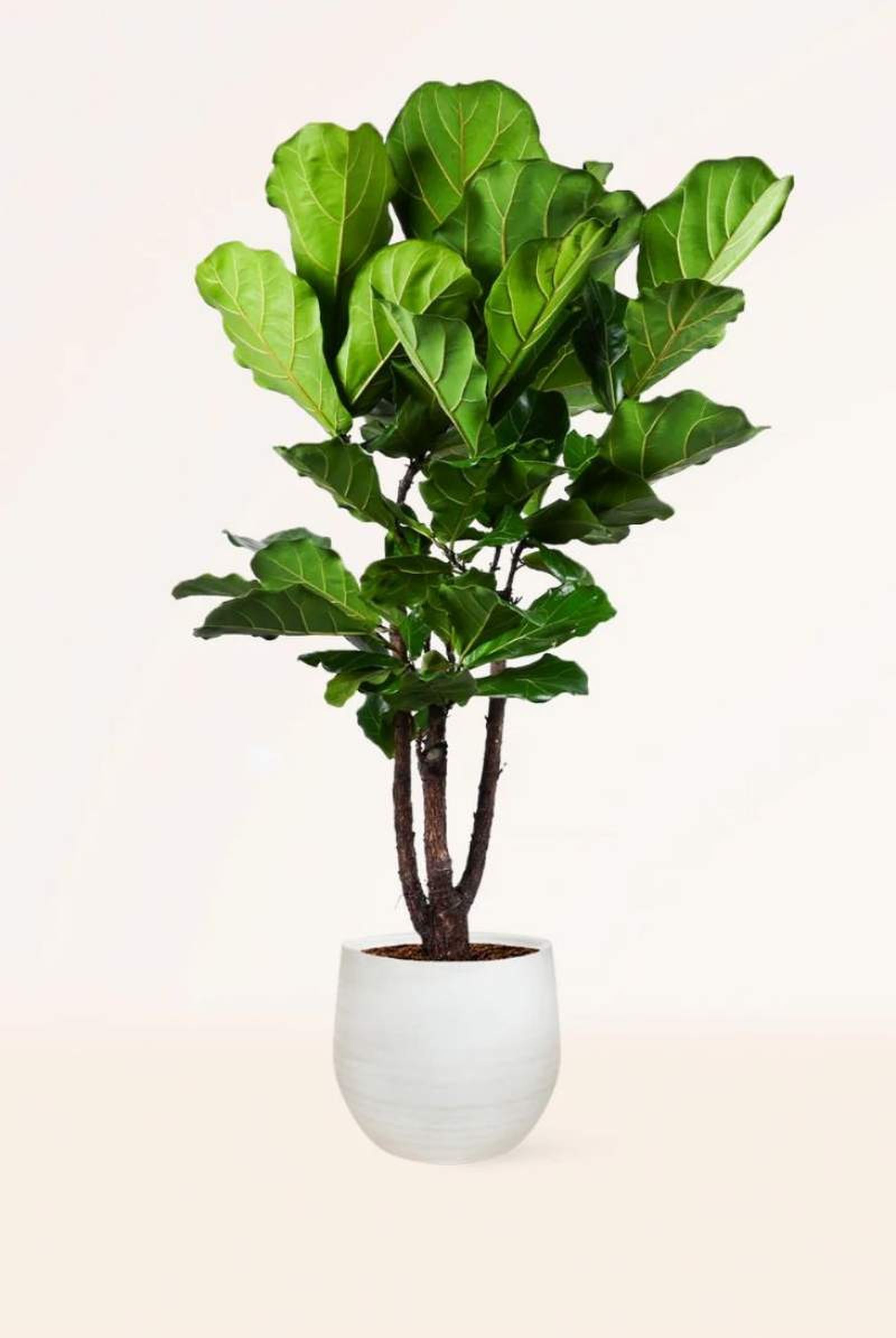 Ficus Lyrata Ficus Lyrata
