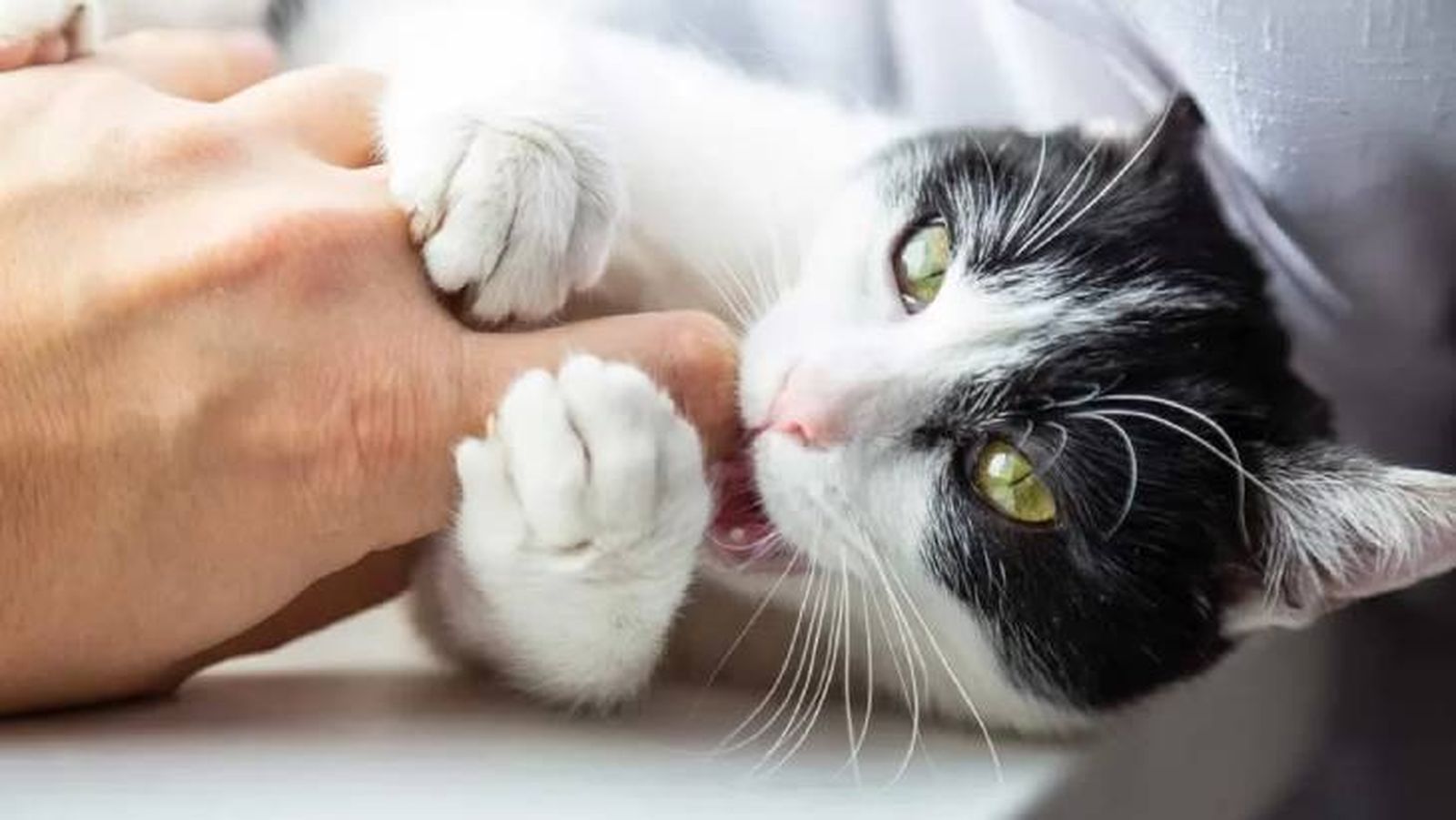 como ensenar a un gato a no morder 12 (1) como ensenar a un gato a no morder 12 (1)