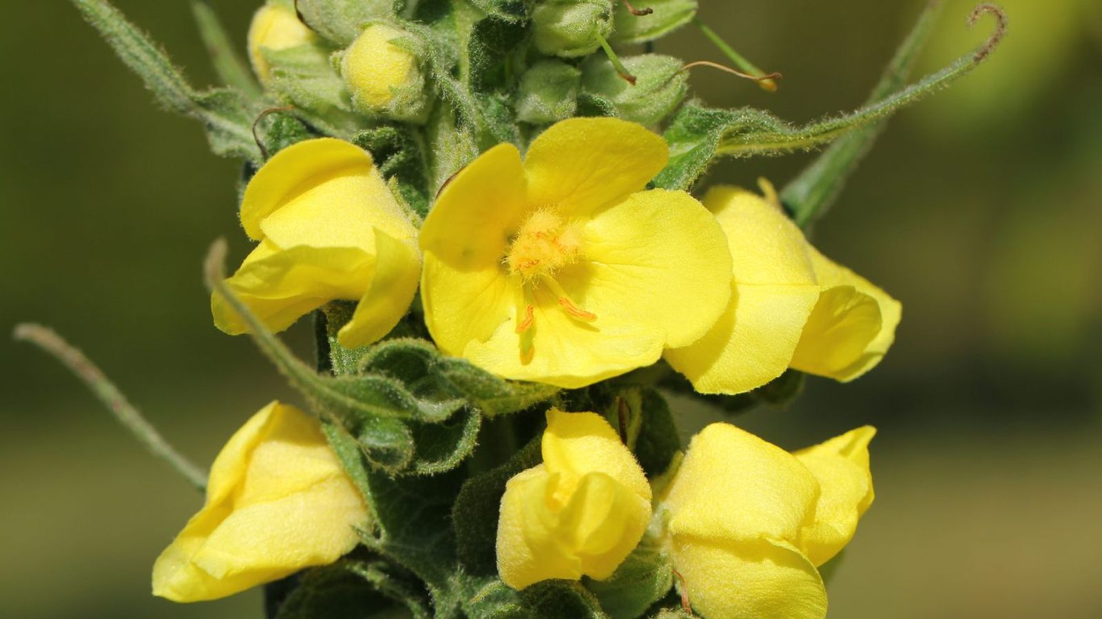 Verbascum thapsus o gordolobo.