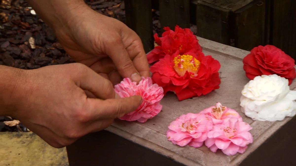 DEKO_JARDIN_605_Tres opciones para el jardin camelias