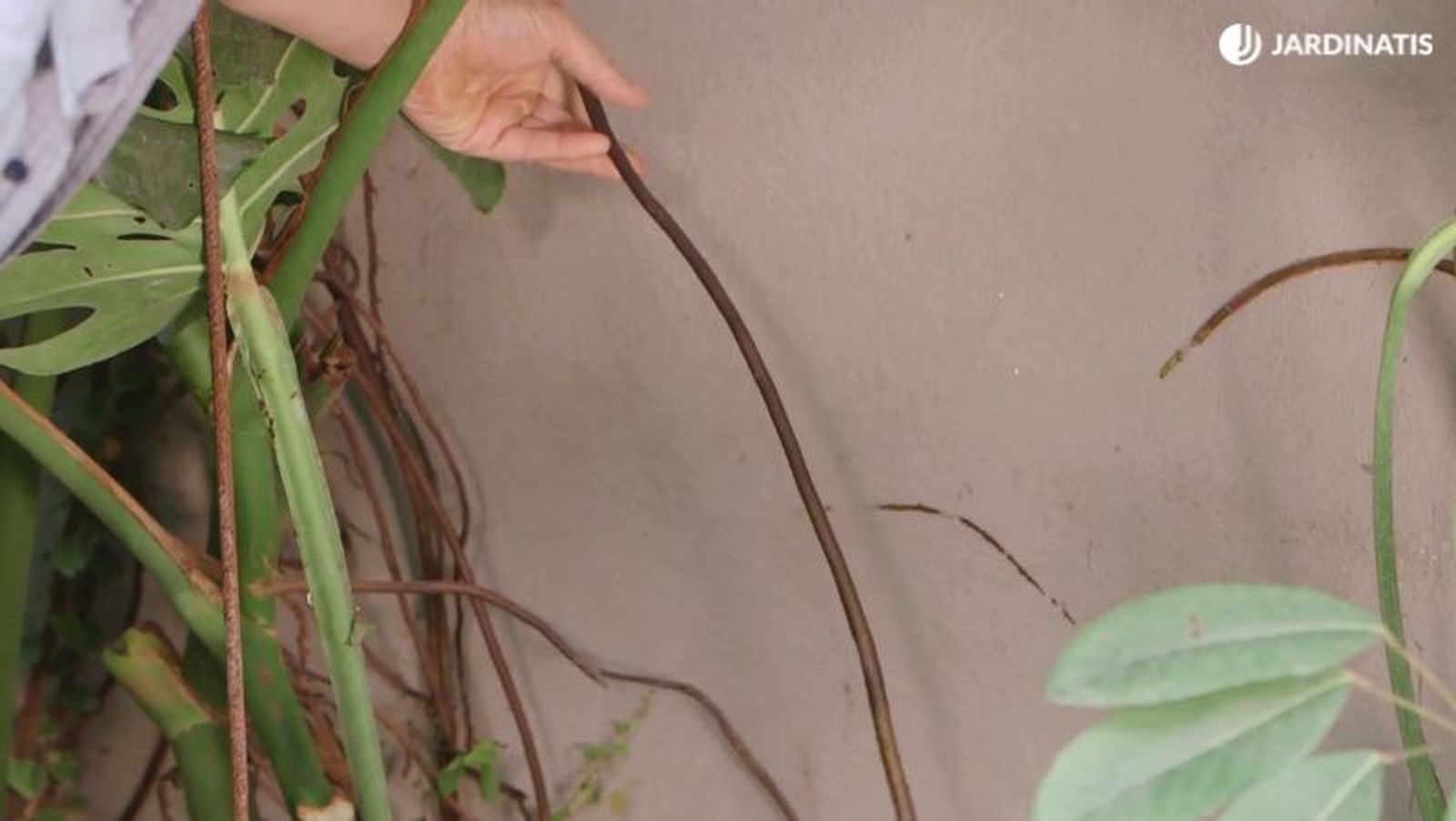 Raíz aérea de costilla de Adán Raíz aérea de costilla de Adán