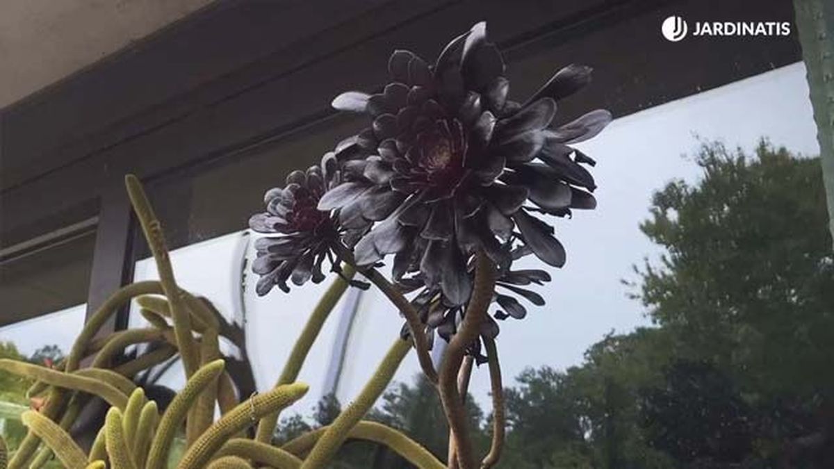 Aeonium negra coleccion inigo segurola