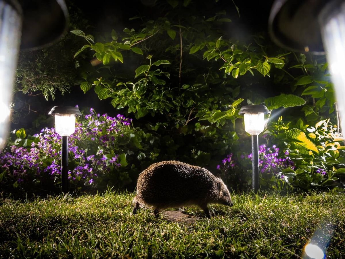 Busca espacios y zonas donde pueda alimentarse y resguardarse.