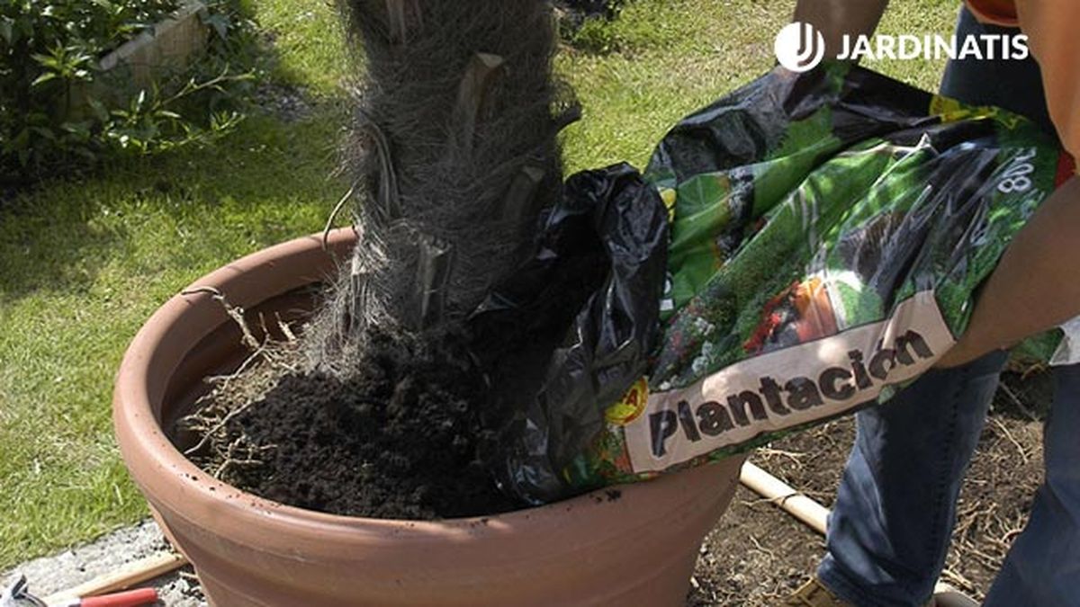 como transplantar una palmera a una maceta paso 5 brico jardin 297
