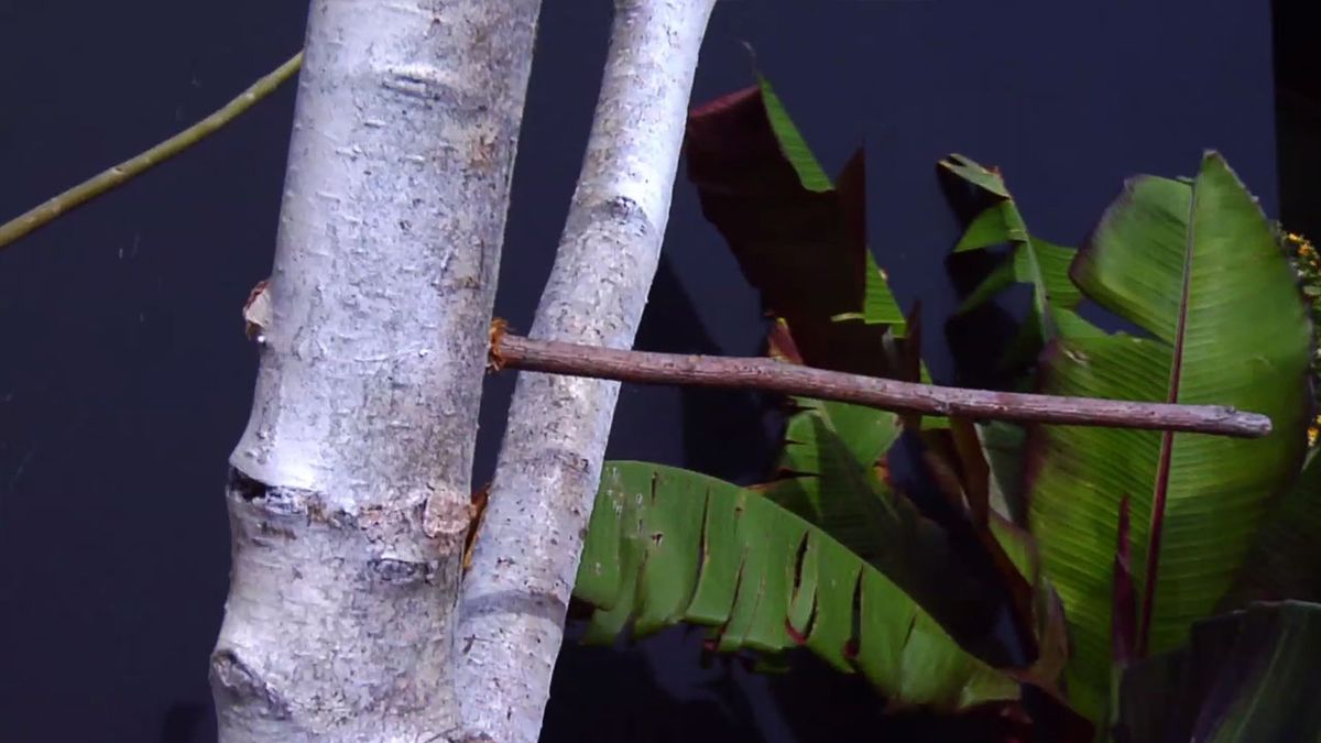 BRICO_JARDIN_851_Arbol navideño con troncos de abedul ramas