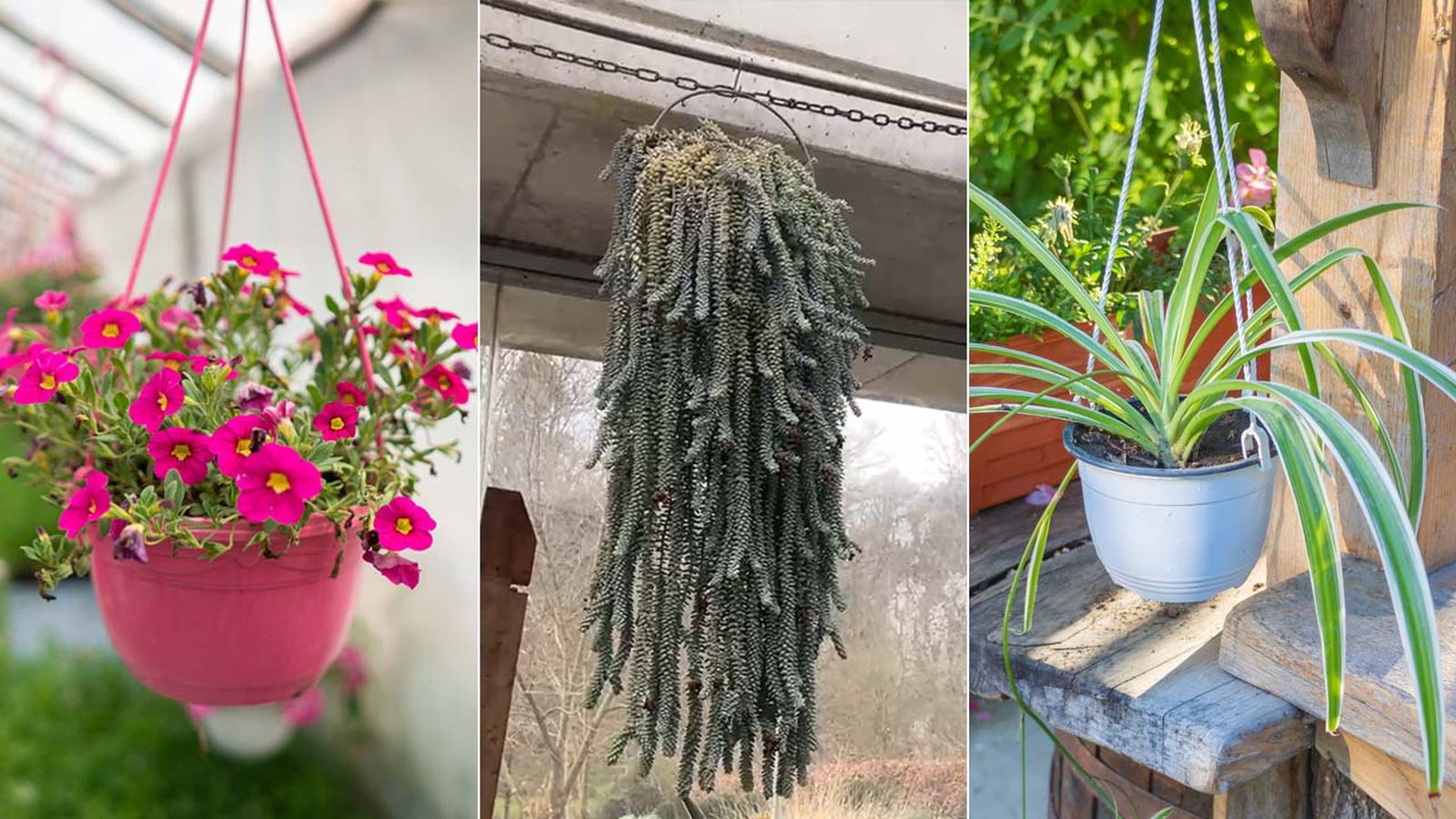 plantas colgantes para decorar el balcon plantas colgantes para decorar el balcon