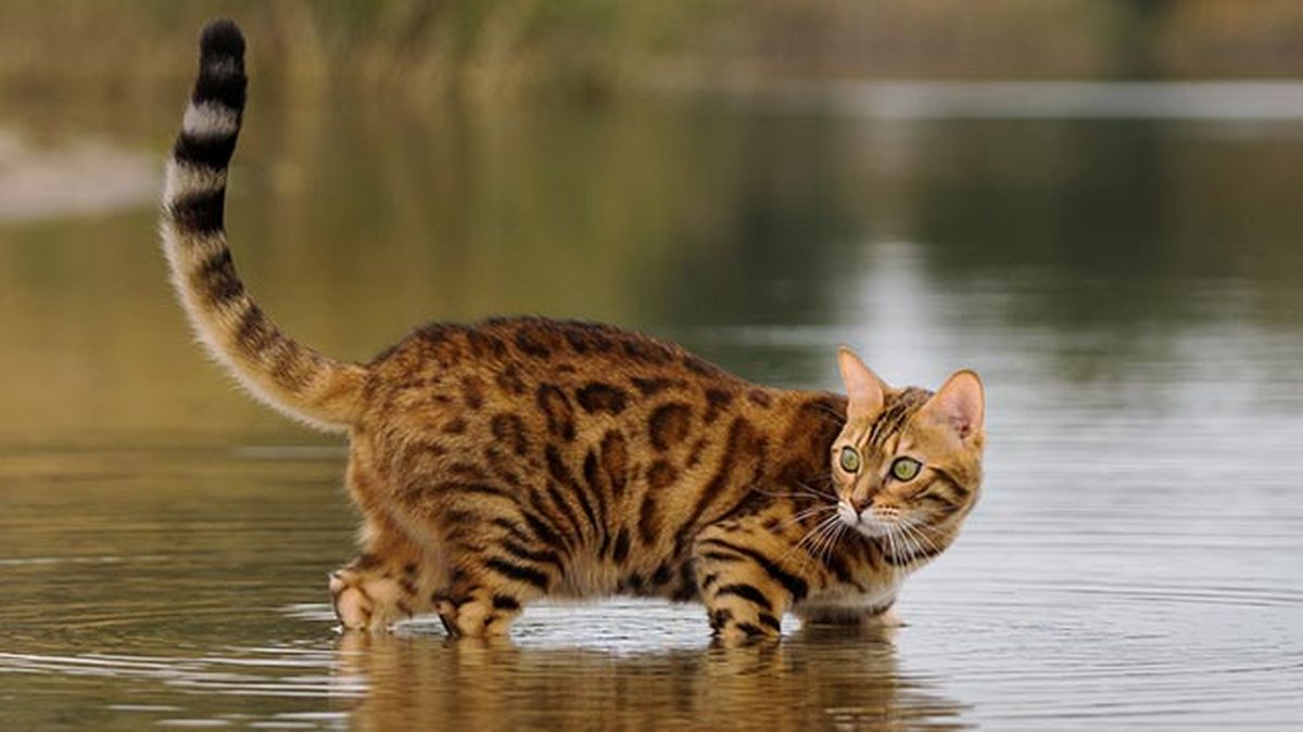 gato bengali bengala 3