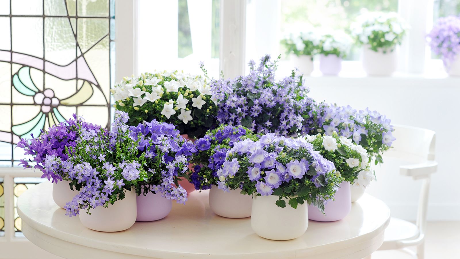 03_Campanula.3
