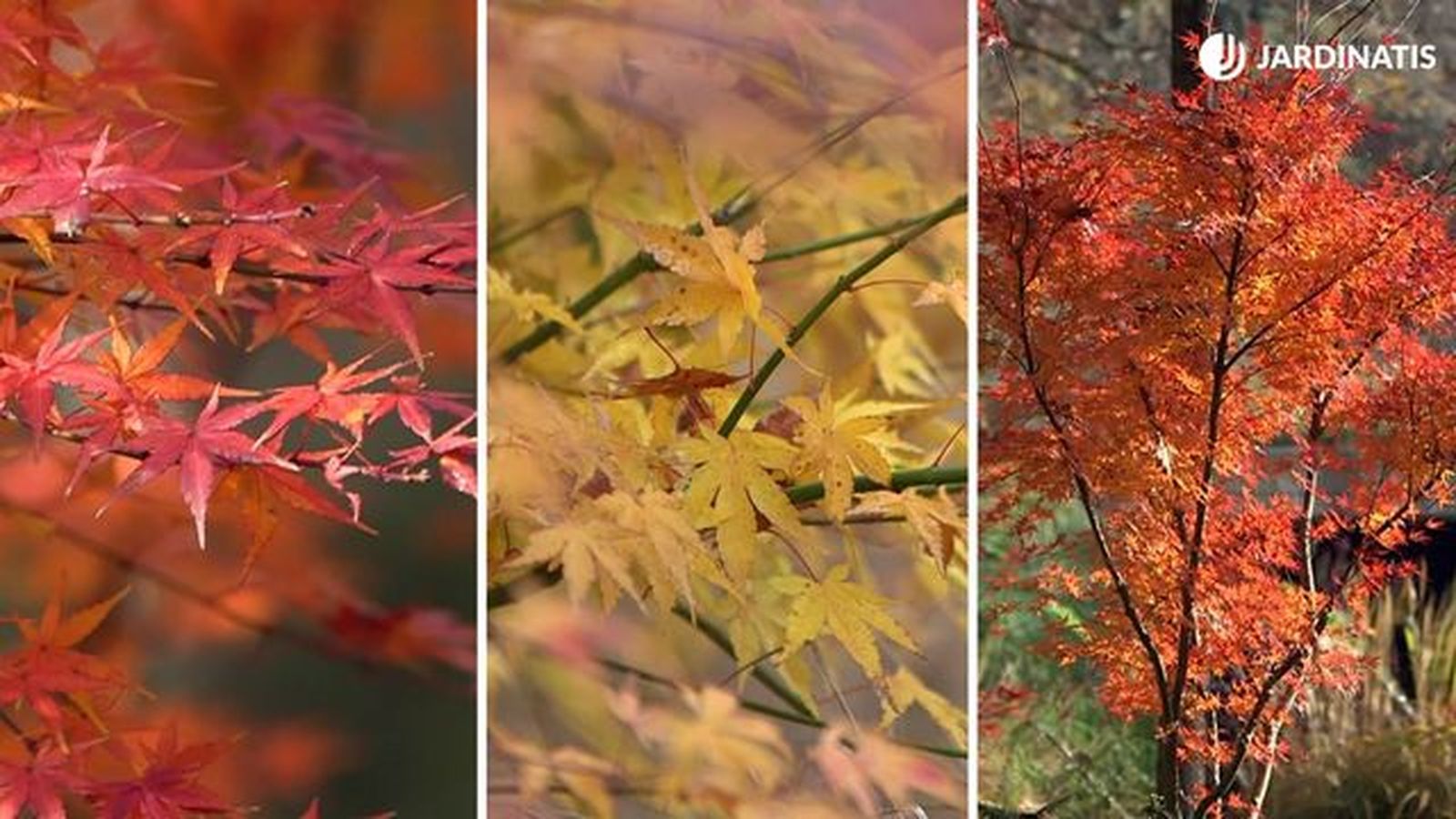hojas de arces japoneses obteidos por semillas