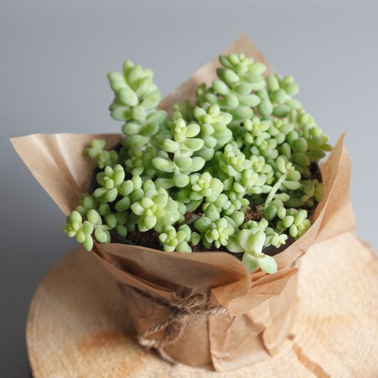 sedum envuelto de regalo en papel draft sedum envuelto de regalo en papel draft